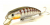 Воблер Fishycat Tigercub 170F X05