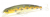 Воблер Fishycat Tigercub 170F X08