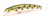 Воблер Fishycat Tigercub 205F X06