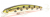 Воблер Fishycat Tigercub 170F X06